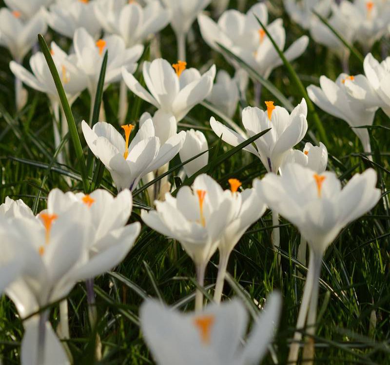 krokus jeanne darc crop