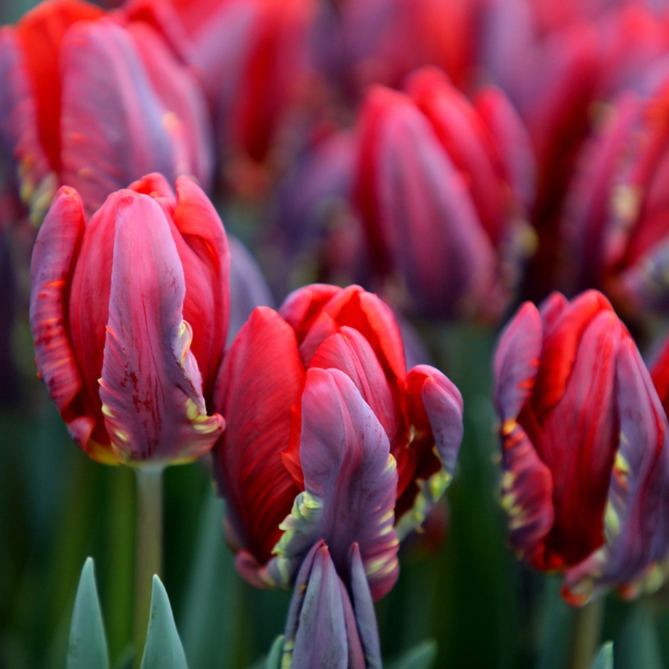 tulp rococo