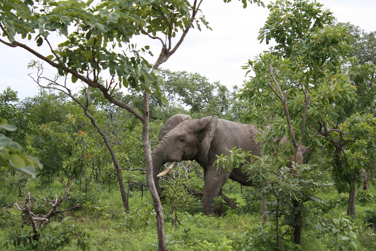 ghana 2
